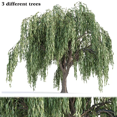 Willow Tree with Long Drooping Branches Green Leaves and Brown Trunk 3d model