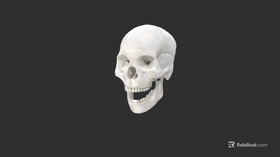 Human Skull Anatomical Model With Detailed Bone Structure On Dark Background 3d model 