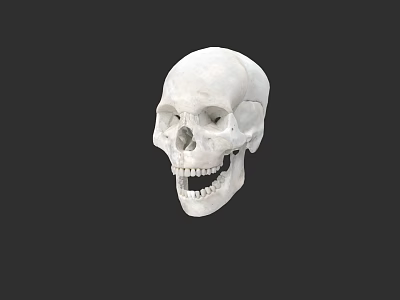 Human Skull Anatomical Model With Detailed Bone Structure On Dark Background 3d model