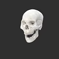 Human Skull Anatomical Model With Detailed Bone Structure On Dark Background 3d model