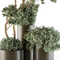 Modern Bonsai Plants With Slender Trunks And Lush Green Foliage In Metal Planters