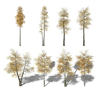 modern tree autumn scenery autumn ginkgo tree 3d model