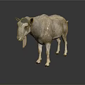 Realistic Gray And White Goat With Black Tipped Ears And Hooves Standing On White Background