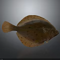 Orange Flatfish With Brown Spots On Flat Body Isolated On Gray Background 3d model