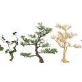 Various Types of Arbor Trees With Different Shapes Green Foliage and Bare Branches