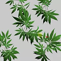 Multiple Green Plants With Compound Leaves And Slender Stems 3d model