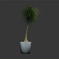 Green Plant with Long Thin Leaves Brown Trunk in White Pot on Gray Background