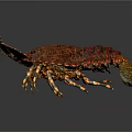 Red Spotted Lobster Fresh Aquatic Animal With Detailed Shell Texture And Claws