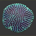 Vibrant Turquoise And Purple Marine Coral Boasting Intricate Circular Surface Texture