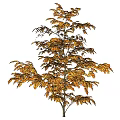 Golden Leaf Shrub With Vibrant Autumn Foliage For Garden Landscaping Design
