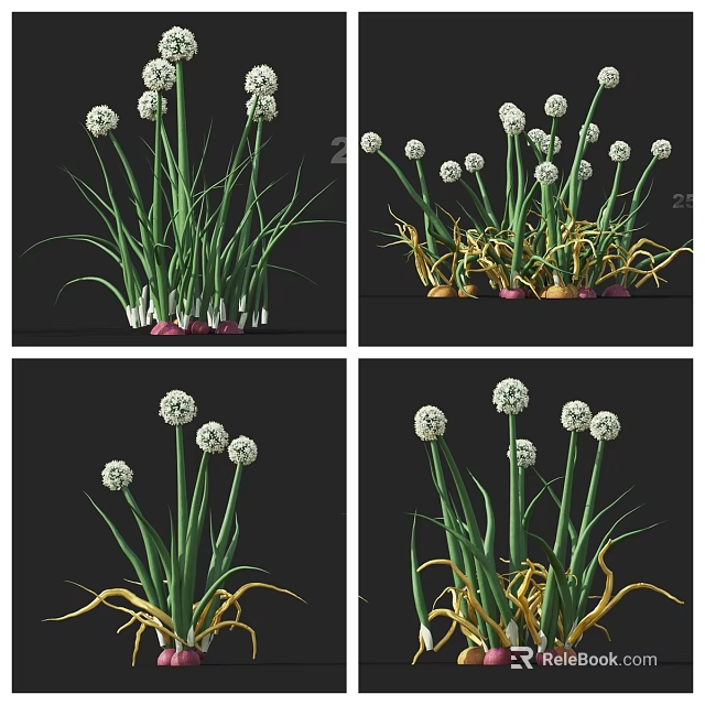 Scallion Plants With Green And Yellow Leaves And Red Roots In Different Growth Stages 3d model 