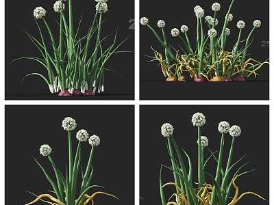 Scallion Plants With Green And Yellow Leaves And Red Roots In Different Growth Stages 3d model