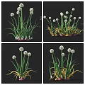 Scallion Plants With Green And Yellow Leaves And Red Roots In Different Growth Stages