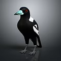 Black and White Bird with Green Beak Red Eyes Grey Claws Standing on Grey Background