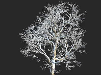 Leafless Tree With Detailed Intricate Branch Structure Against Black Background 3d model