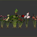 Colorful Flowering Plants With Pink Red Yellow Flowers Green Leaves On Gray Background