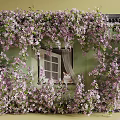 Vines With Lush Purple Flowers Climbing Exterior Building Wall And Window
