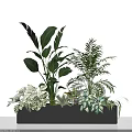 Various Green Potted Plants With Large Leaves Ferns And Variegated Foliage In Decorative Planter