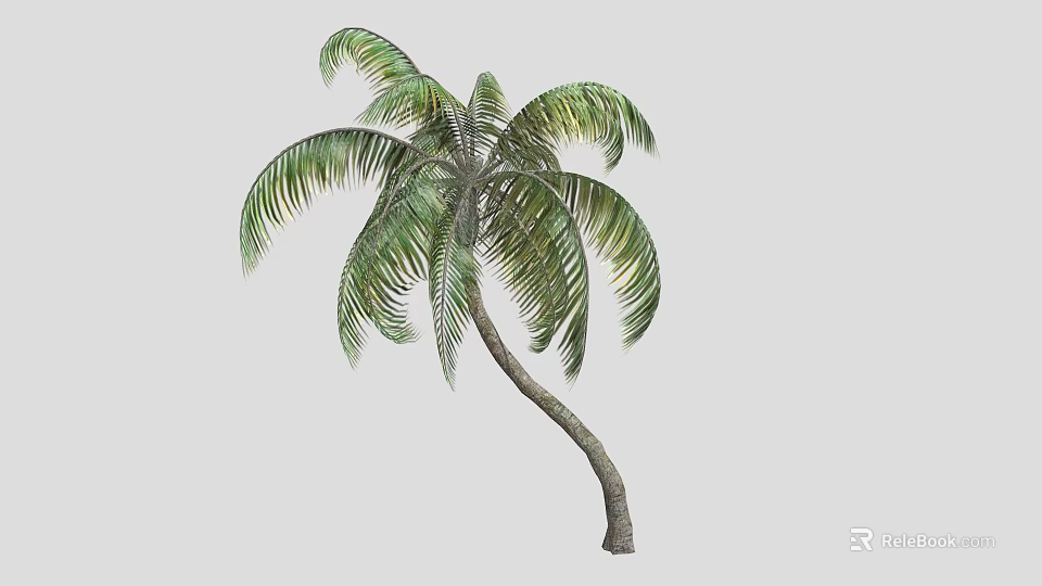 Coconut Palm Tree With Green Leaves And Curved Trunk In Isolated Setting 3d model 