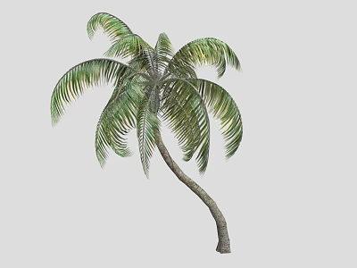 Coconut Palm Tree With Green Leaves And Curved Trunk In Isolated Setting 3d model