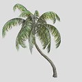 Coconut Palm Tree With Green Leaves And Curved Trunk In Isolated Setting