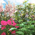 Vibrant Garden Flowers And Lush Greenery With Pink And Purple Blooms