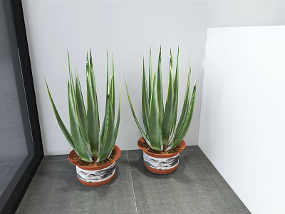 Two Aloe Vera Potted Plants in Patterned Ceramic Pots on Gray Floor Against White Wall 3d model