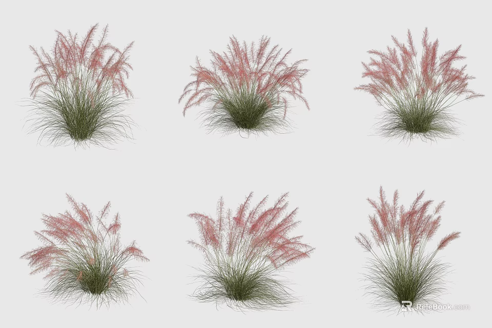 Pink Feathery Ornamental Grasses With Lush Green Foliage In Clusters For Garden Decor 3d model 