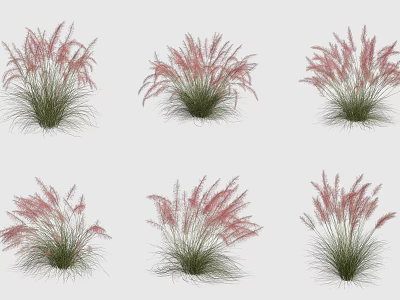 Pink Feathery Ornamental Grasses With Lush Green Foliage In Clusters For Garden Decor 3d model
