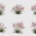 Pink Feathery Ornamental Grasses With Lush Green Foliage In Clusters For Garden Decor