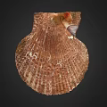 Scallop Shell Displaying Natural Brown Texture And Intricate Patterns On Black Background 3d model