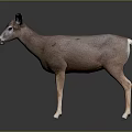 Realistic Brown Deer With Large Ears And White Legs Standing On Dark Background
