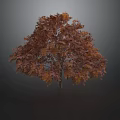 Lush Full Shaped Tree With Orange Red Leaves On Dark Background