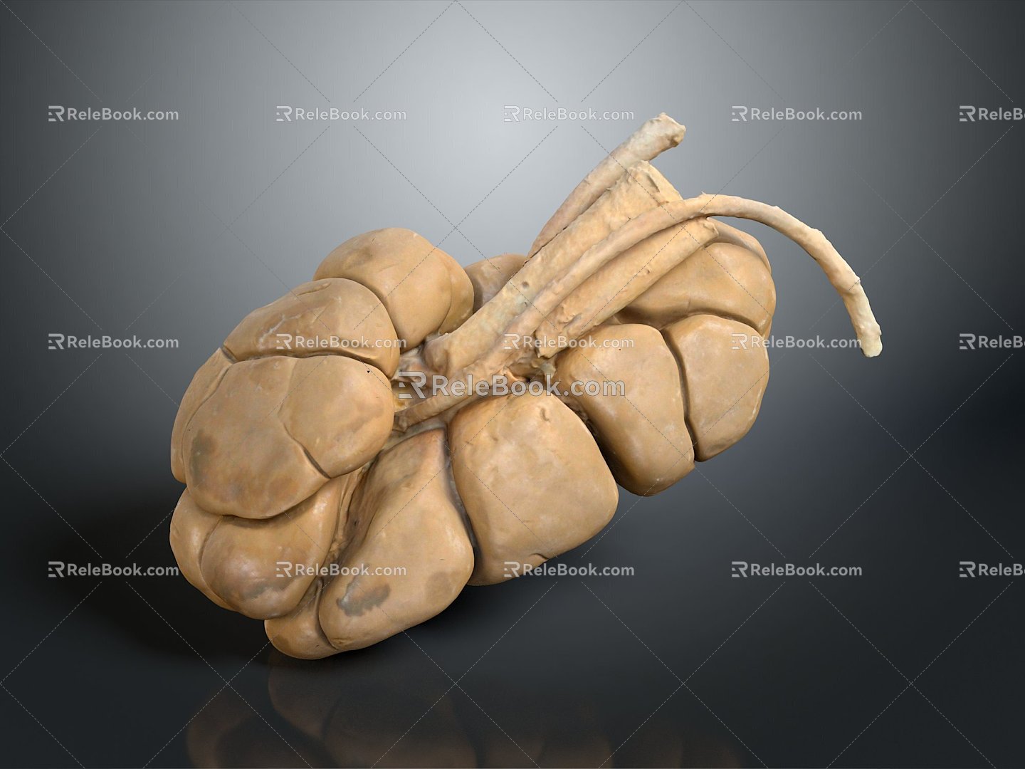 Renal Anatomy Kidney Organ Bovine Organ Bovine Kidney Medical Teaching Aware Medical Supplies Medical Teaching Aware 3d model