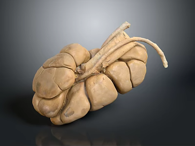 Medical Device Human Organ Anatomy Model for Medical Education Training with Detailed Structure 3d model