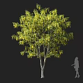 Lush Green Arbor with Hanging Yellow Sprigs and Human Silhouette Showing Size Proportion