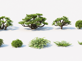 modern shrub green plant 3d model