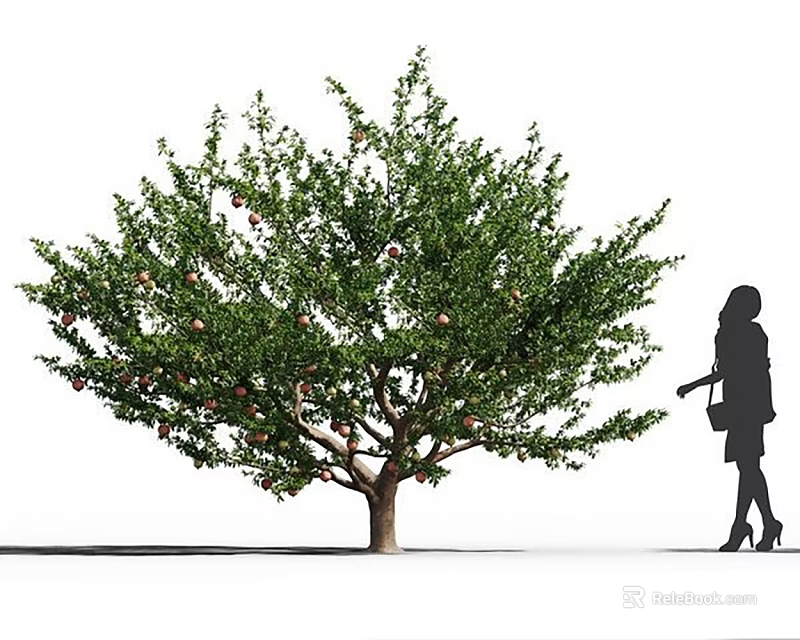 Fruit Bearing Arbor Tree With Ripe Fruits And Woman Silhouette Standing Nearby 3d model 
