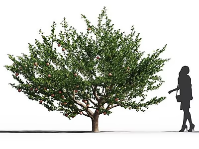 Fruit Bearing Arbor Tree With Ripe Fruits And Woman Silhouette Standing Nearby 3d model