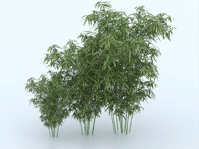 Tall Green Bamboo Plants With Lush Leaves And Natural Cluster Growth 3d model