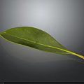 Green Plant Leaf With Yellow Veins On Dark Background And Shiny Surface