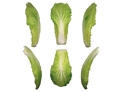Fresh Green Lettuce Leaves Sliced and Arranged as Healthy Vegetable 3d model