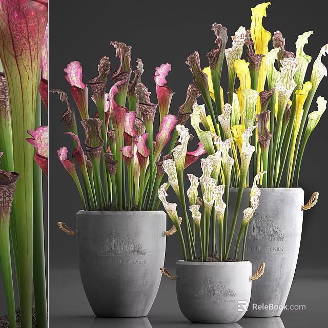 Decorative Ornament Set with Colorful Pitcher Plants in Gray Pots with Rope Handles 3d model 