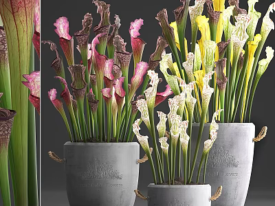 Decorative Ornament Set with Colorful Pitcher Plants in Gray Pots with Rope Handles 3d model