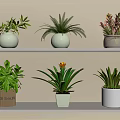 Bonsai Potted Plants On Shelves With Various Pots And Green Foliage