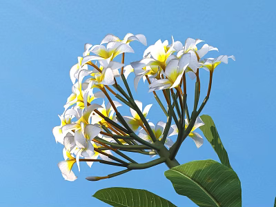 Blooming White Flowers With Yellow Centers Against Blue Sky And Green Leaves 3d model