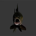 Realistic Aquatic Animal Fish Swimming with Open Mouth Dark Back and Light Belly Underwater