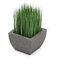 Potted Plant With Tall Green Grass Like Leaves In Square Concrete Planter