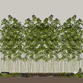 Dense Green Bamboo Neatly Arranged Against White Background With Small Lights And Stones At Bottom