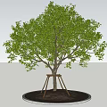 Lush Green Deciduous Tree With Strong Trunk And Tripod Support On Soil Base 3d model